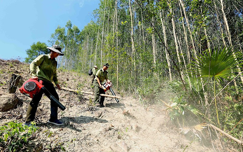 Forest rangers in Binh Dinh Province handle vegetation to prevent forest fires. (Photo: Vu Van)
