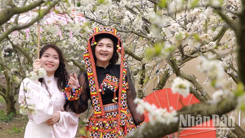Each year, during the plum blossom season, Son La Province welcomes thousands of tourists who come to explore and experience the scenery and capture beautiful photographs.