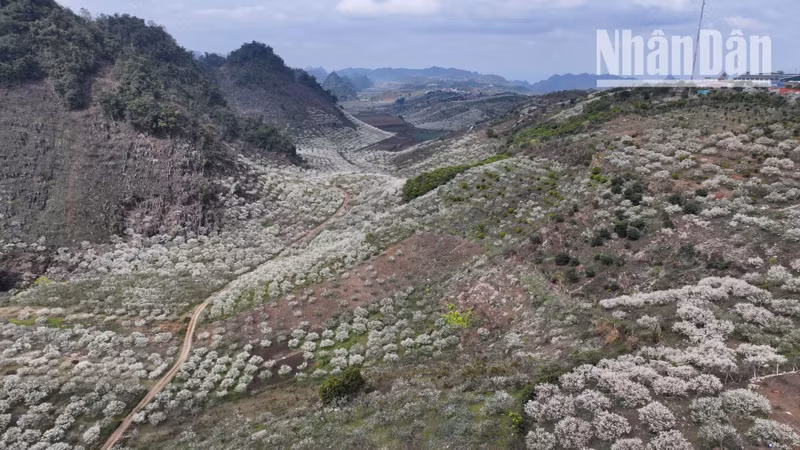 Across the hills of the communes in Son La City, since before the Lunar New Year, a vast expanse of pure white plum blossoms has blanketed the region.