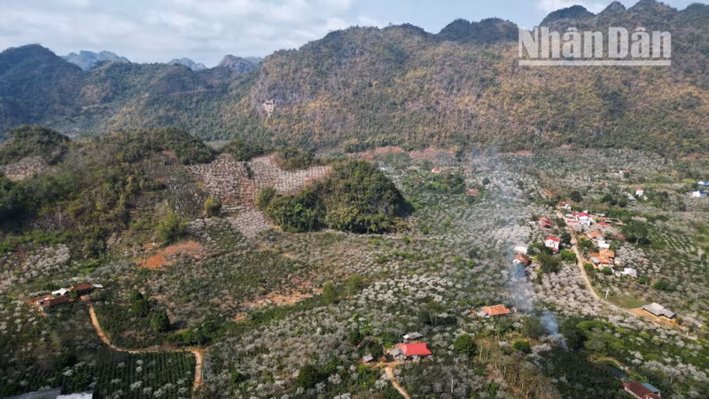 A peaceful scene, with wisps of evening smoke drifting through the pure white plum blossoms in a valley nestled within Son La City.