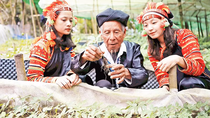 Lai Chau has developed over 11,000 hectares of medicinal plants.
