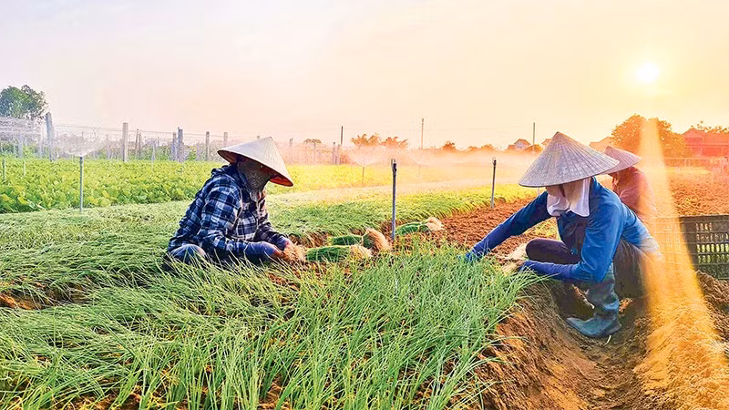 Many farmers in Nghe An Province have switched to growing chives for higher economic benefits.