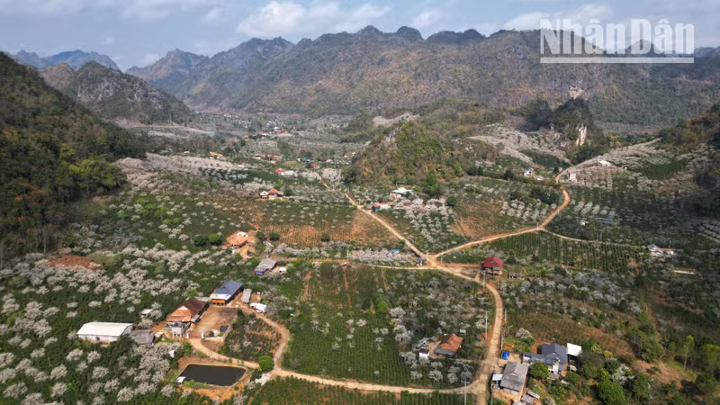 The distinctive white plum blossoms flourish in abundance throughout the valleys of the Thai and H’Mong ethnic communities in Son La.
