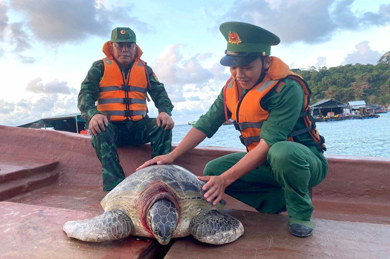 The sea turtle is released into the sea by the Tho Chau border guards.