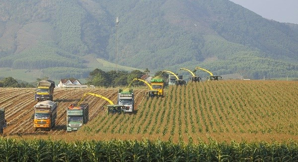 Harvesting grass for producing food for cows by TH True Milk. (Source: qdnd.vn)