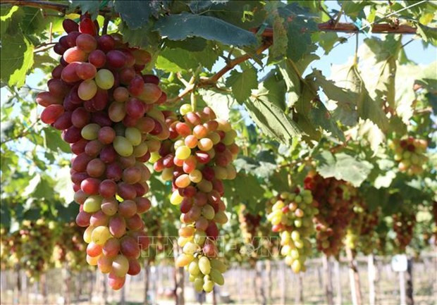 Ninh Thuan grape and wine festival 2023 to be held in June