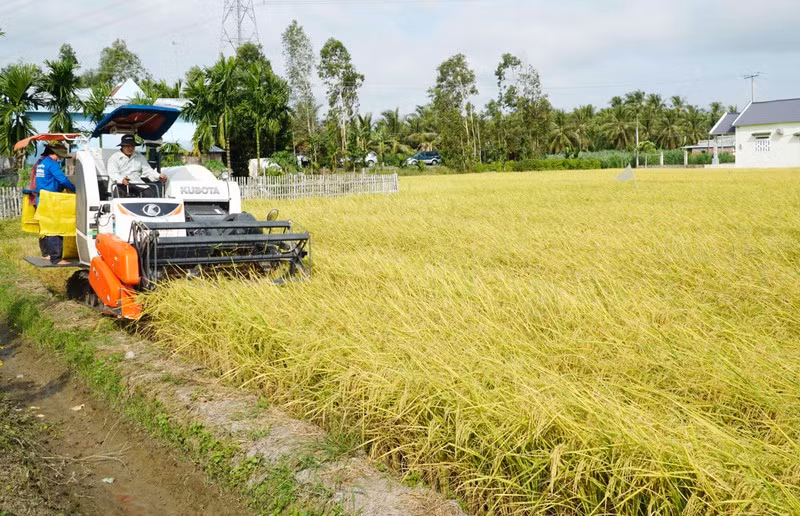 Harvesting rice in the Mekong Delta.