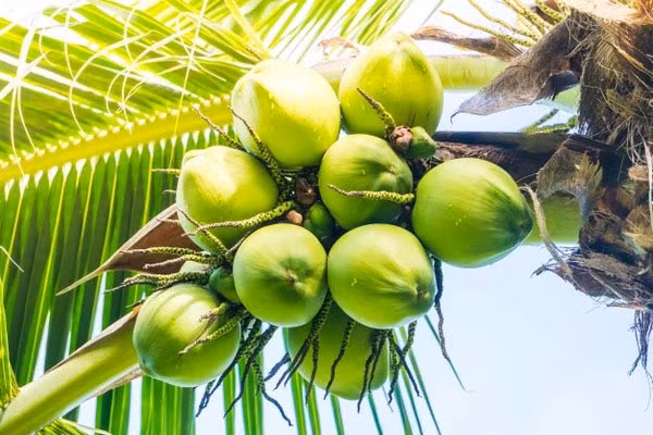 Vietnam aims to earn 1 billion USD each year from coconut exports.