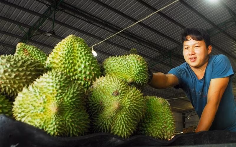 Durians are waiting to be exported to China.
