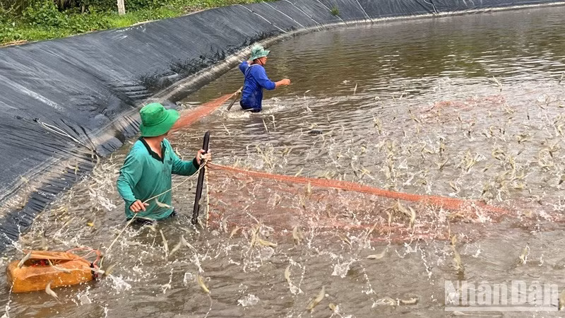 Harvesting shrimps in Ben Tre Province.