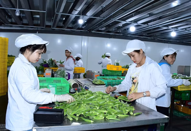 Packaging vegetables for export in Binh Duong Province.