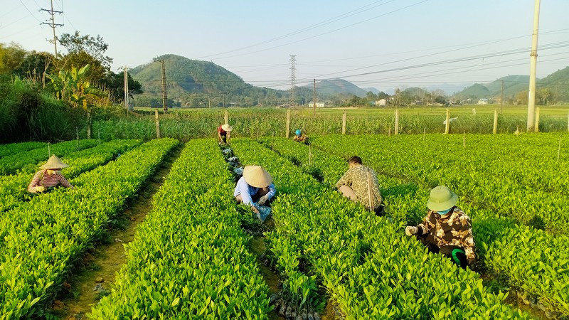 Producing high-quality forestry seedlings in Phu Luong District, Thai Nguyen Province. (Photo: Van Hung)