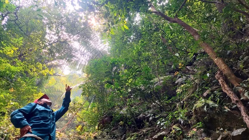 An official of the Quang Tri Special-Use Forest Management Board shows the large ancient ochna trees at the Da Krong Nature Reserve.