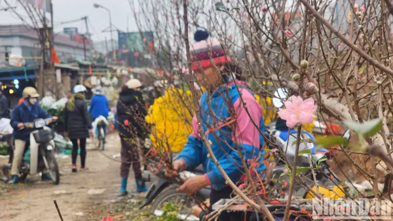 Peach blossoms herald the arrival of spring.