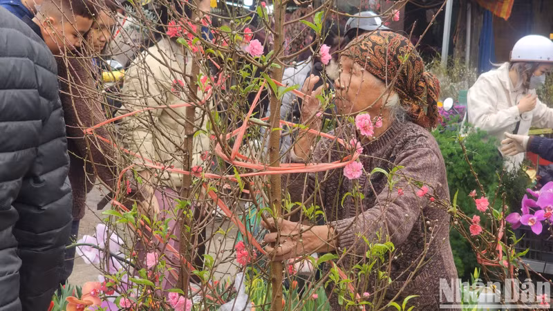 An old lady with a branch of peach blossoms grown in Quang Ba.