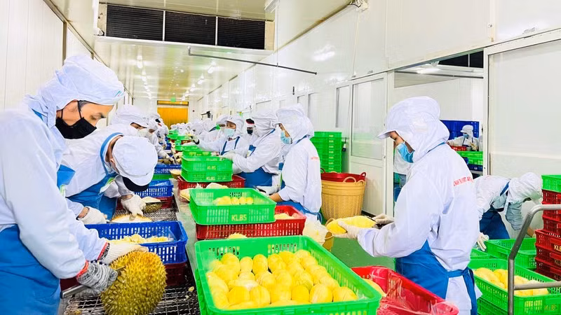 Processing durians for export. (Photo: Minh Ha)