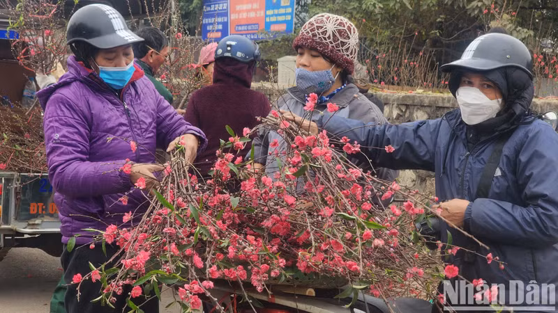 Peach blossoms are an indispensable part of Tet.