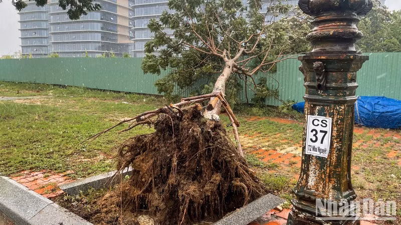 A tree is uprooted in Da Nang on September 18.