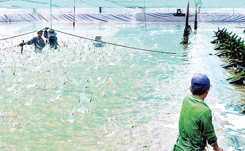 Harvesting a super-intensive high-yield shrimp farm in Ngoc Hien District, Ca Mau Province. (Photo: Huu Tung)