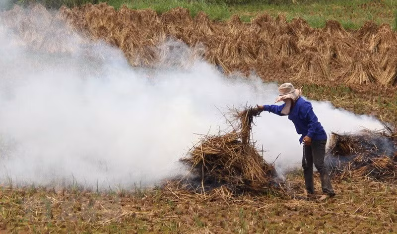Rice straw in Vietnam is mostly burned on the field.