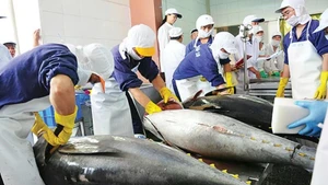 Viet Nam's tuna export sector continues to face a critical challenge in sourcing raw materials, as the majority of enterprises still rely heavily on imported tuna for processing.