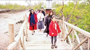 Tourists visit the mangrove forest at Dragon Hill, Do Son Ward, Hai Phong City. (Photo: NGUYEN DANG)