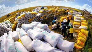 The Prime Minister has ordered measures to boost rice production and exports. (Photo: VGP)