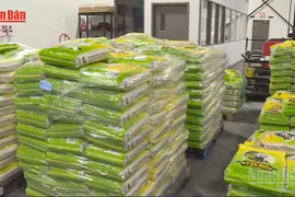 Domestic and export rice prices rise simultaneously