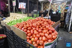 Tomatoes are pictured at a stall in a public market in Mexico City, capital of Mexico, July 14, 2025. The U.S. Department of Commerce announced Monday it is immediately placing a 17.09 percent duty on most fresh tomatoes imported from Mexico, marking a withdrawal from the 2019 agreement between the two countries to suspend the antidumping investigation on fresh tomatoes. (Photo: Xinhua)