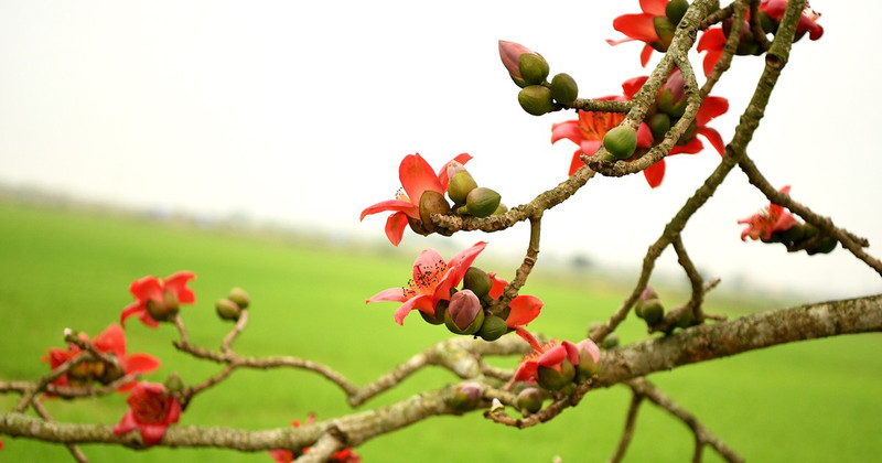 Standing silently at the village entrance, by the water wharf, or in the communal yard, the Bombax tree serves as a quiet witness to life in the northern country side.