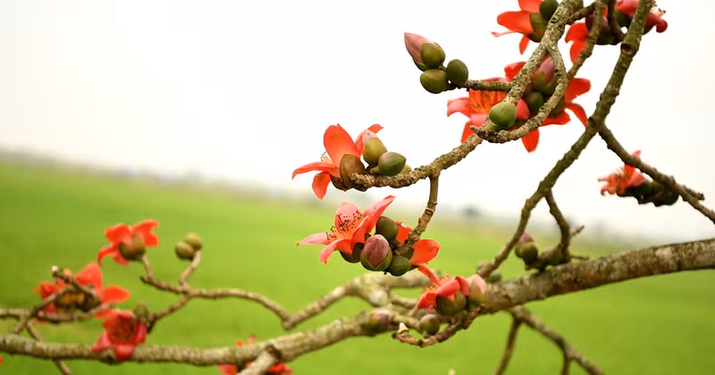 Standing silently at the village entrance, by the water wharf, or in the communal yard, the Bombax tree serves as a quiet witness to life in the northern country side.