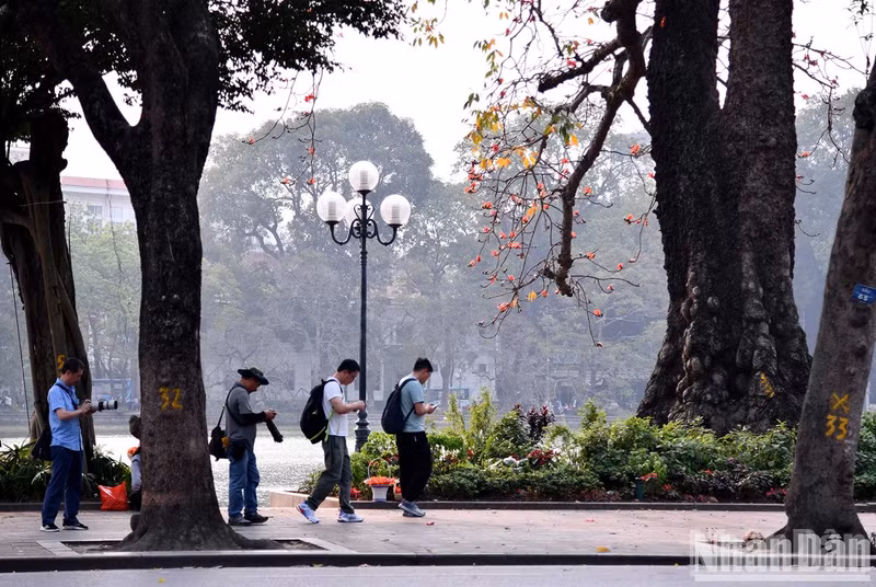 From the corners of old villages to the bustling urban streets of today, Bombax flowers not only paint the space red but also light up memories and the vibrant nuances of Vietnamese culture. That red is a bridge connecting tradition and modernity, preserving the essence of home in the ever-changing rhythm of urban life.