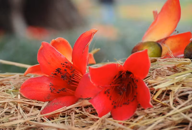 The red colour in the countryside