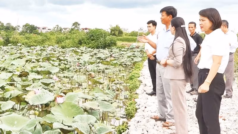 The lotus farming model in Ung Hoa District helps residents increase their income. (Photo: Le Hai)