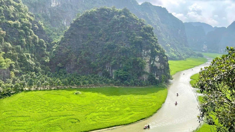 The Tam Coc rice fields in Ninh Binh are currently attracting great interest from tourists.