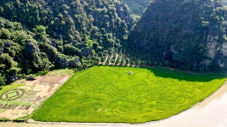 This year’s painting features intricate details and complex colour combinations, requiring the rice to be transplanted precisely as guided, with meticulous patching, pruning, care, and timely adjustments.