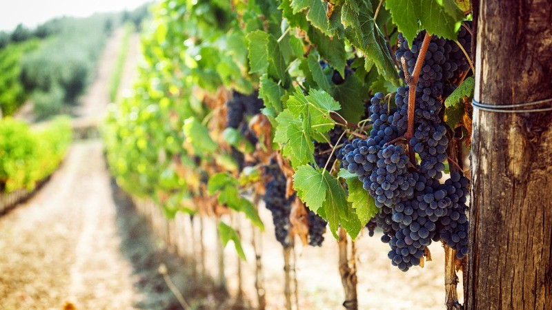 The Tastin’France program introduces a variety of wines from France’s most famous wine-producing regions to the Vietnamese public. (Photo: Business France)