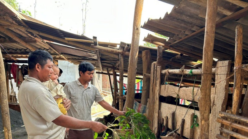 The family of Lo Van Yen in Bo Ma Village, Nong Lay Commune, Thuan Chau District, Son La Province, takes care of livestock with support from the poverty reduction program.