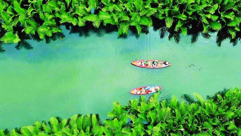 The Ca Ninh nipa palm forest is an ideal destination for tourists to visit and experience.