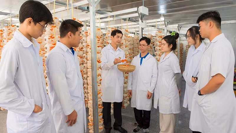 Students learn and research the red reishi mushroom growing model at Dong Thap University. (Photo provided by Dong Thap University)
