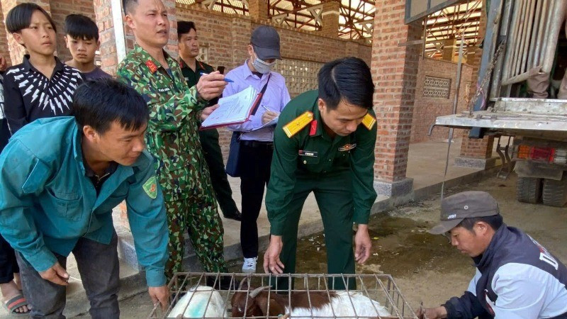 Officers from Production and Political Infrastructure Construction Team No. 1, Economic-Defence Unit 345 (Military Region 2), distribute breeding goats to the people of Cao Son Commune, Muong Khuong District, Lao Cai Province.