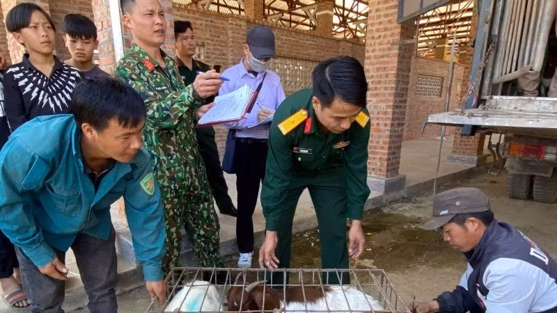 Officers from Production and Political Infrastructure Construction Team No. 1, Economic-Defence Unit 345 (Military Region 2), distribute breeding goats to the people of Cao Son Commune, Muong Khuong District, Lao Cai Province.