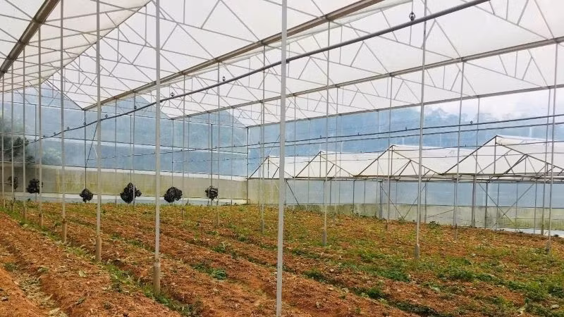 The loan capital was effectively invested by Tan Tien General Agricultural Service Cooperative, Da Lat City (Lam Dong Province).