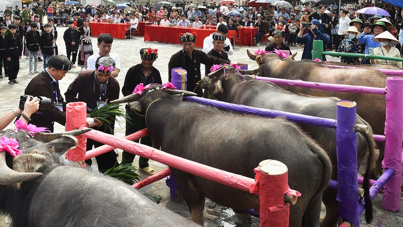 The buffalo soul ceremony is a distinctive cultural ritual of the Lu ethnic community in Lai Chau.