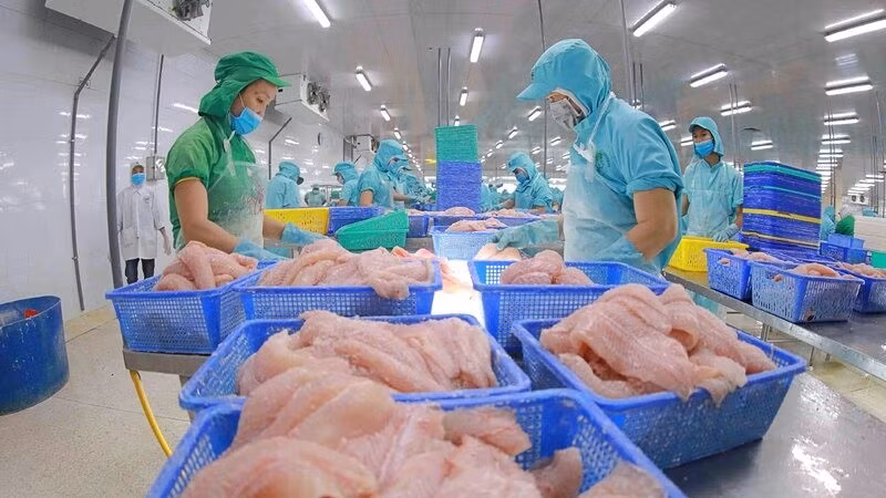 Pangasius exports maintain strong growth momentum