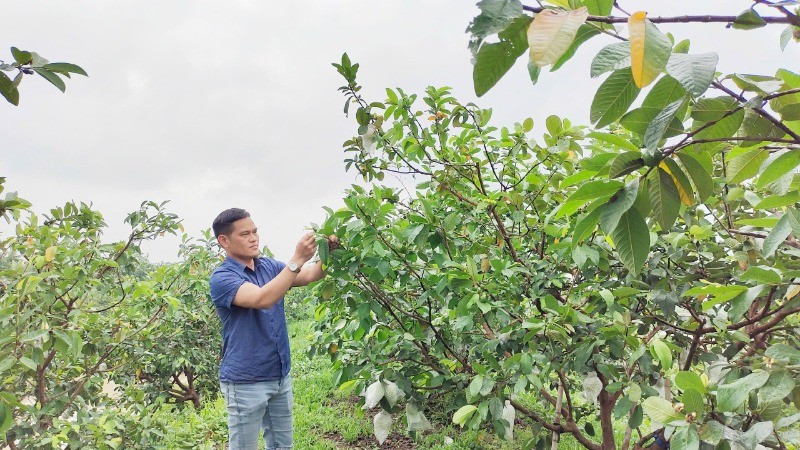 Nguyen Huu Quang, Director of Di Trach Agricultural Service Cooperative (Di Trach Commune, Hoai Duc District, Ha Noi), takes care of the guava garden.