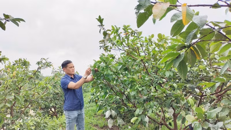 Nguyen Huu Quang, Director of Di Trach Agricultural Service Cooperative (Di Trach Commune, Hoai Duc District, Ha Noi), takes care of the guava garden.