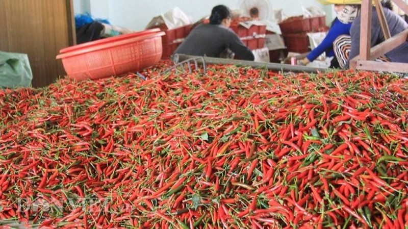 The Ministry of Agriculture and Environment signed protocols on the exports of chilli, passion fruit, bird’s nest, and rice bran to China