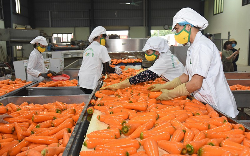 Processing carrots for export at AMEII Vietnam Joint Stock Company, Hai Duong province. (Photo: NDO)