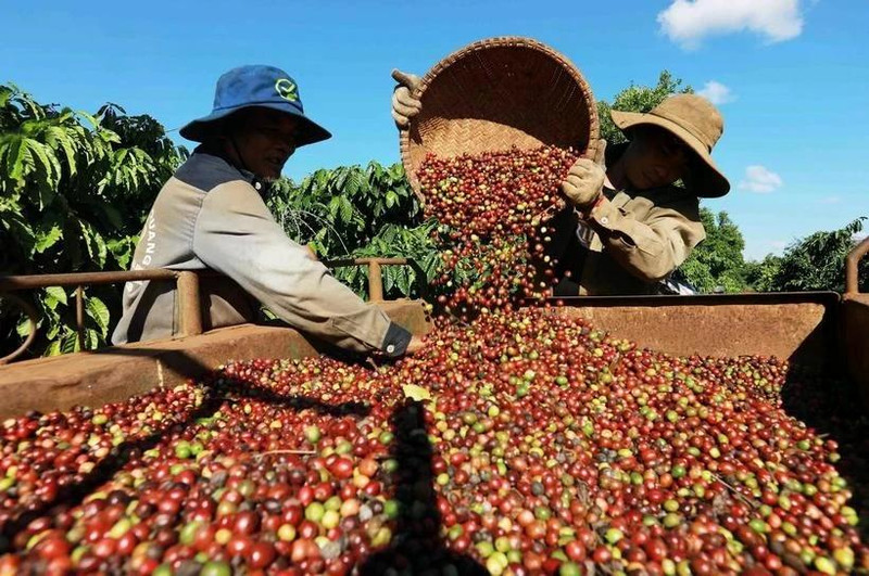 Viet Nam’s coffee exports hit 4.2 billion USD in the first five months of 2025 (Photo: VNA)